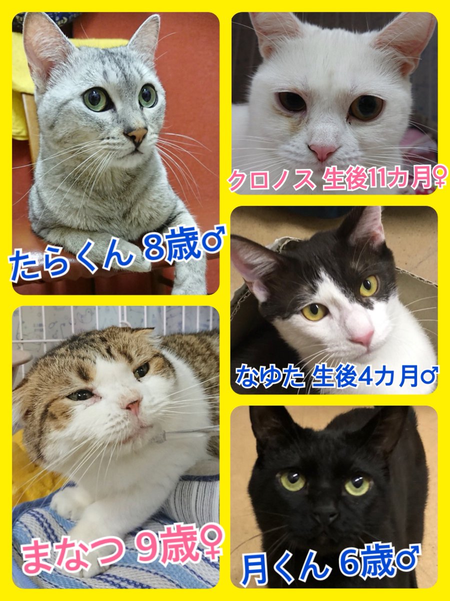 🐾今日の里親様募集中ニャンコ🐱メンバーです🐾2018,9,11